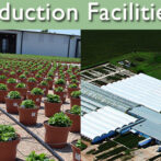 Production