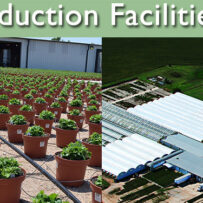 Production