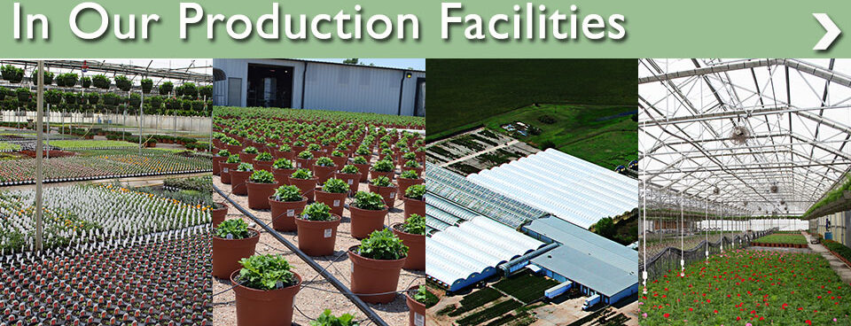 Production