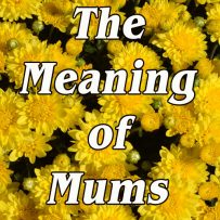 The Meaning of Mums