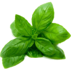 Herb Gardening