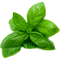 Herb Gardening