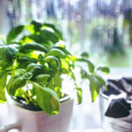 Basil: Sow and Grow Guide
