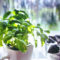 Basil: Sow and Grow Guide