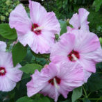 Hardy hibiscus provides great summer color