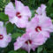 Hardy hibiscus provides great summer color
