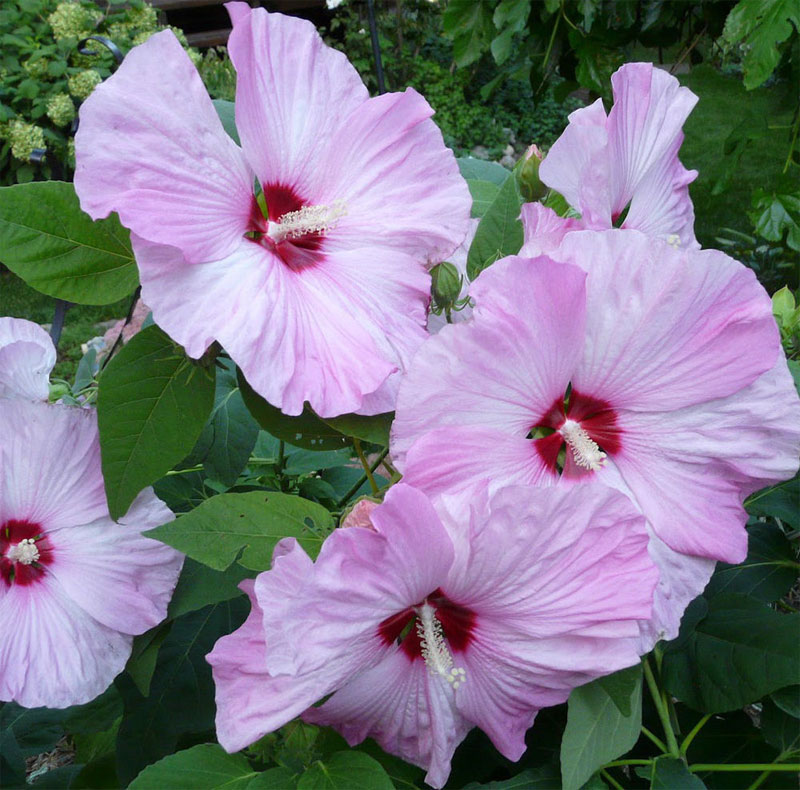 Hardy hibiscus provides great summer color - Stutzmans Greenhouse ...