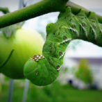 How to Get Rid of Tomato Hornworms