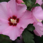 Pruning Rose Of Sharon Shrub: Tips On How To Trim A Rose Of Sharon