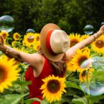 History of the Amazing Sunflower