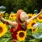 History of the Amazing Sunflower