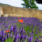 Pretty Poppies