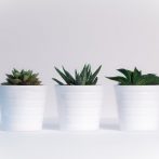 How to care for your houseplants during Winter