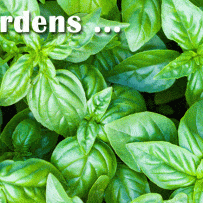 Indoor Gardens
