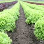 Lettuce Growing Tips