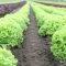 Lettuce Growing Tips