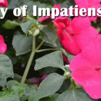 Impatiens