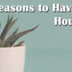 The Many Benefits of Houseplants