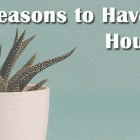 The Many Benefits of Houseplants