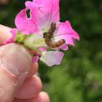 How To Prevent and Control Budworm Damage