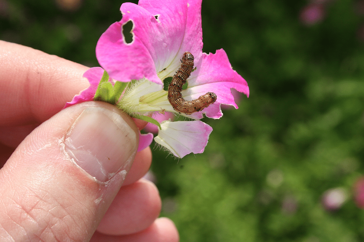 how-to-prevent-and-control-budworm-damage-stutzmans-greenhouse