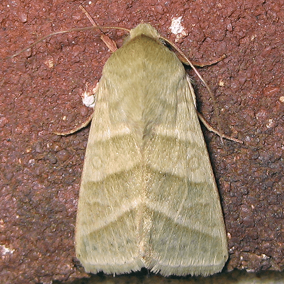 Moth from a budworm