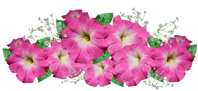 petunias