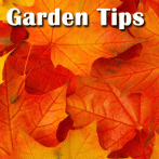 November Garden Tips