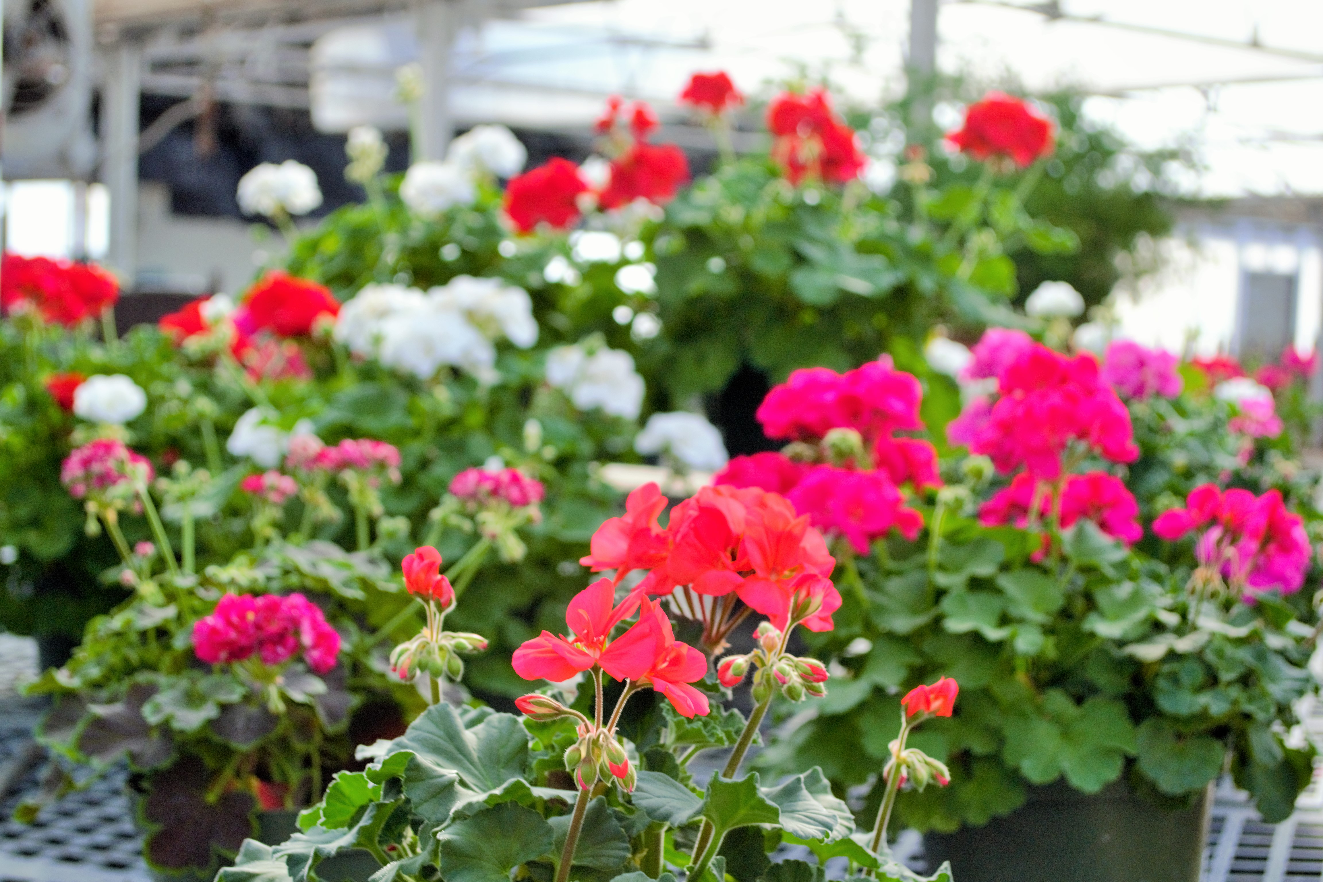 In Our Greenhouse Stutzmans Greenhouse Garden Centers