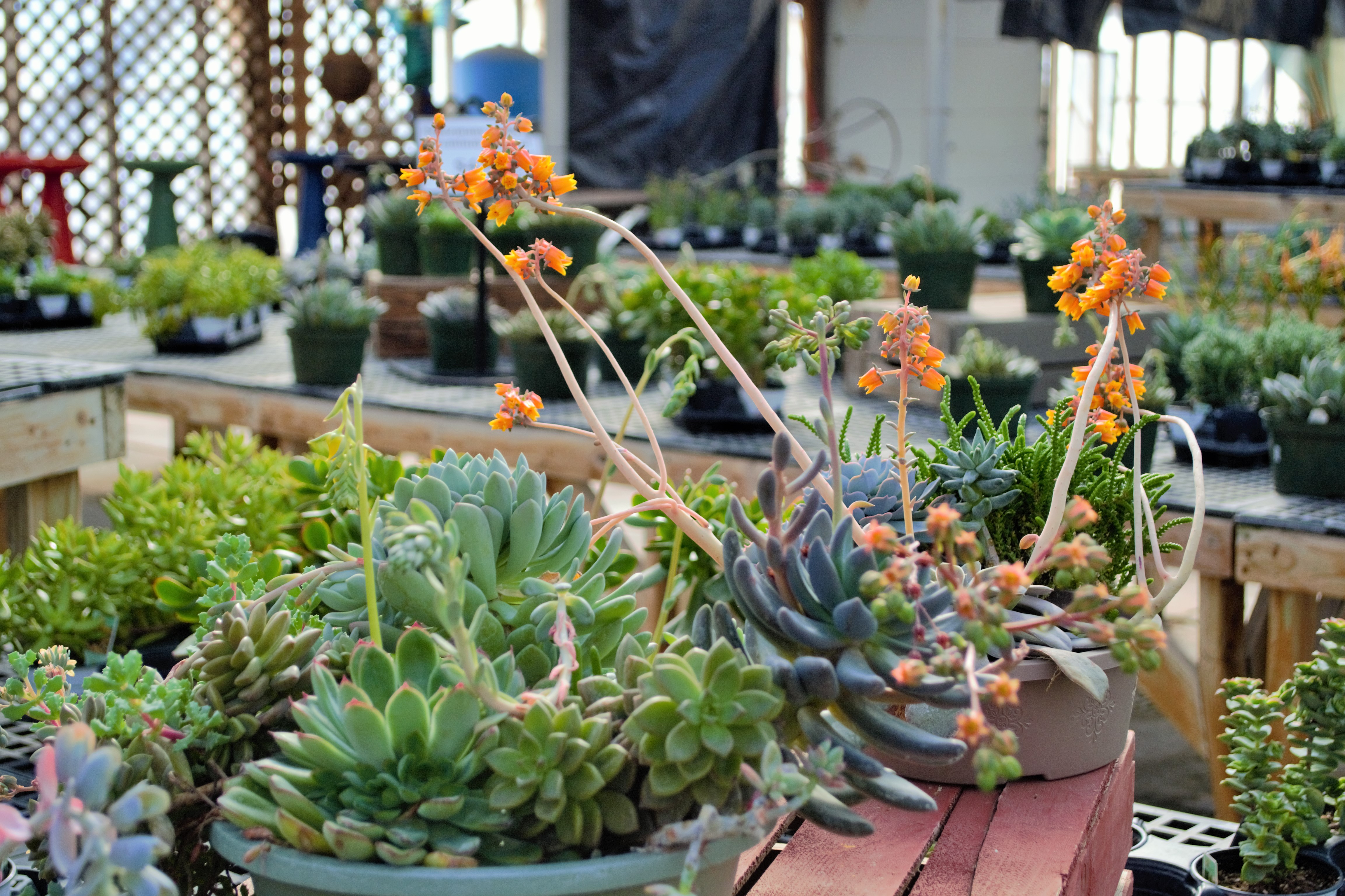 In Our Greenhouse Stutzmans Greenhouse Garden Centers