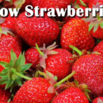 Growing Strawberries