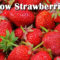 Growing Strawberries