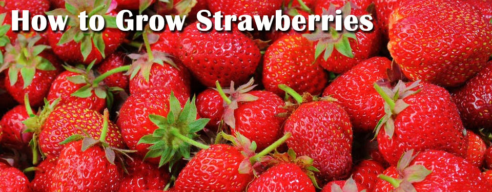 Growing Strawberries