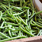 Bean: Sow and Grow Guide
