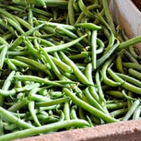 Bean: Sow and Grow Guide