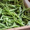 Bean: Sow and Grow Guide