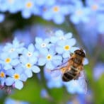 Attracting Bees to the Garden