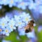 Attracting Bees to the Garden