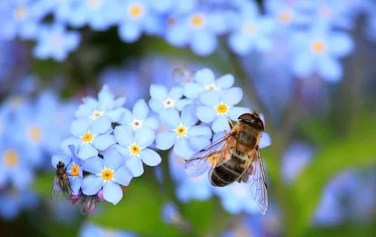 Attracting Bees to the Garden