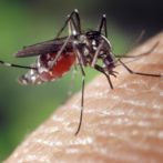 9 Plants to Repel Mosquitoes