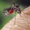 9 Plants to Repel Mosquitoes