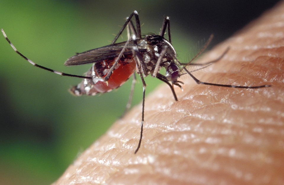9 Plants to Repel Mosquitoes