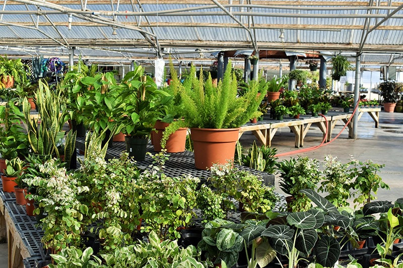 Our Greenhouse - Stutzmans Greenhouse & Garden Centers