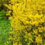 To Prune or Not To Prune