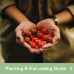 Vegetable Garden Planting & Harvesting Guide