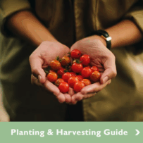 Vegetable Garden Planting & Harvesting Guide