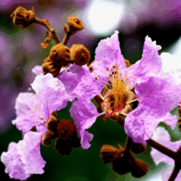 Crape Myrtle