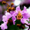 Crape Myrtle