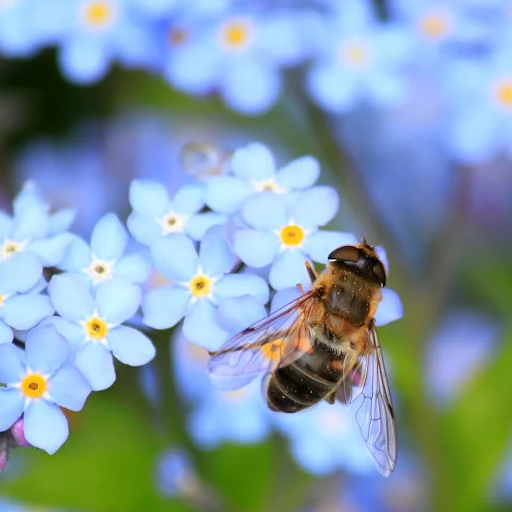 bee-2