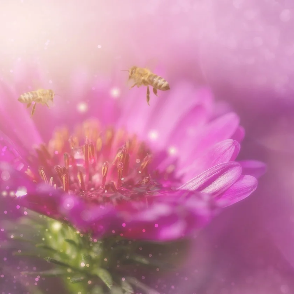bee-4